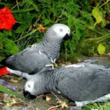 Babies African Grey Parrots