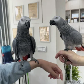 Congo African Grey Parrot Babies