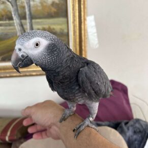 Flyer Timneh African Grey