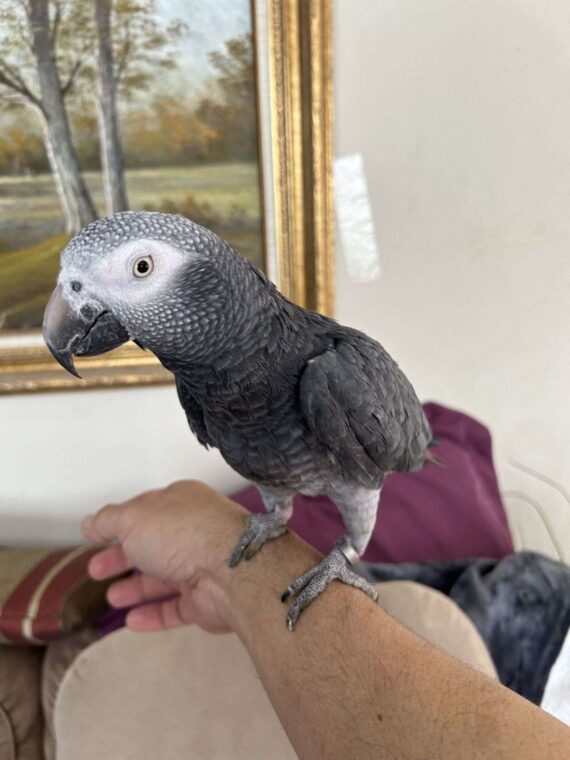 Flyer Timneh African Grey