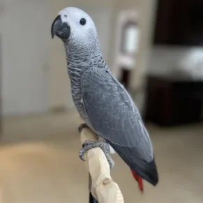 Charlie African Grey Parrot