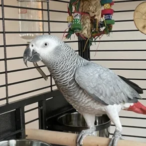 Corry African Grey Parrot