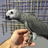 Flore (Congo) African Grey Parrot