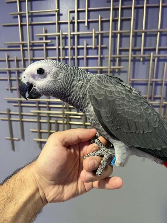 Flore (Congo) African Grey Parrot