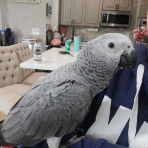 Flower Congo African Grey Parrot