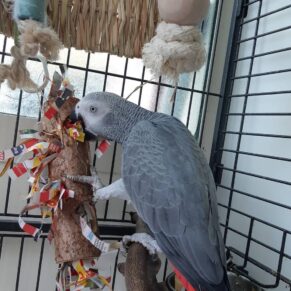 Rosie African Grey Parrot