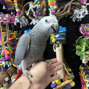 Ringo African Grey Parrot