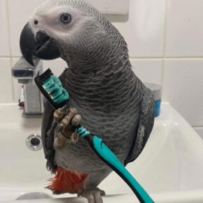 Max African Grey Parrot