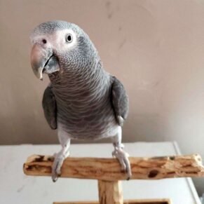 Cherry Timneh African Grey