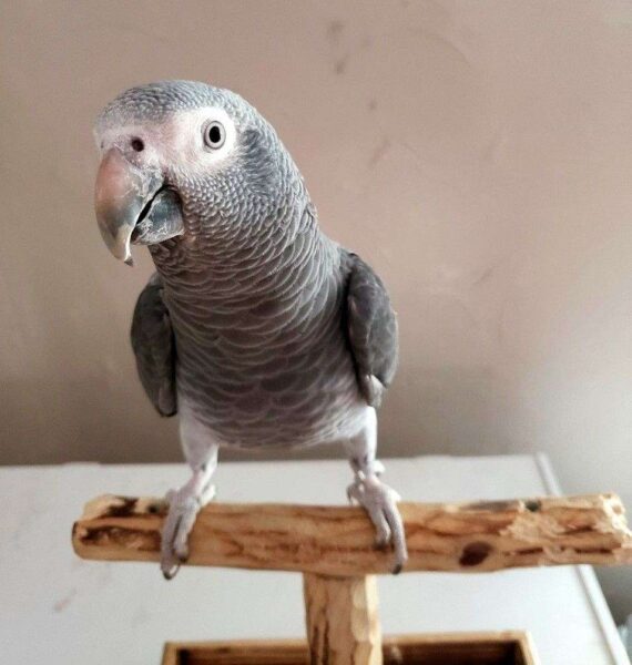 Cherry Timneh African Grey