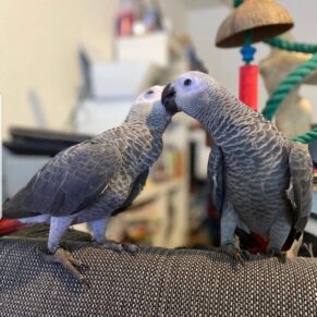 Pairs African Grey Parrot