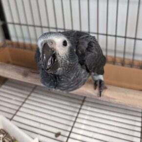 Buster Timneh African Grey