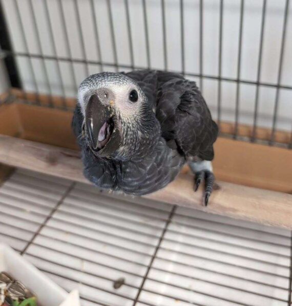 Buster Timneh African Grey