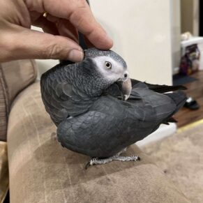 Molly Timneh African Grey