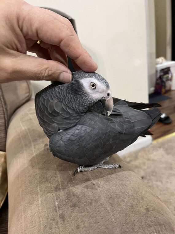 Molly Timneh African Grey